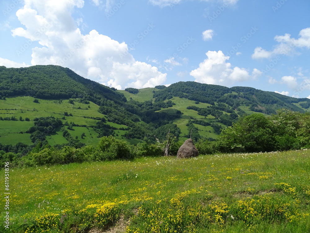 Obraz premium landscape in the summer