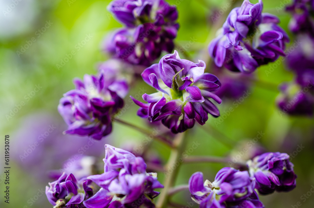 purple iris flower