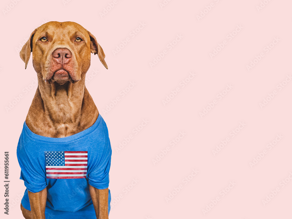 Cute brown puppy in a blue shirt with an American Flag. Closeup, indoors. Studio shot. Congratulations to relatives, relatives, friends and colleagues. Pets care concept
