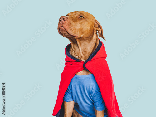 Cute brown puppy, Superhero costume and American Flag. Close-up, indoors. Studio shot. Congratulations for family, loved ones, friends and colleagues. Pet care concept