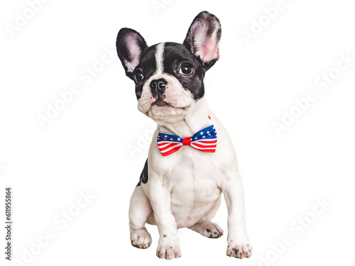 Charming puppy and a bow-tie in the colors of the American Flag. Close-up, indoors. Isolated background. Studio shot. Congratulations for family, loved ones, friends and colleagues. Pets care concept