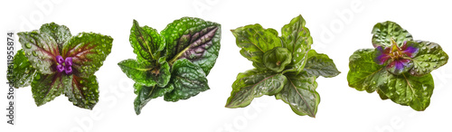 Collection of lungwort pulmonaria leaf cutout isolated on transparent background, PNG image, Generative AI photo