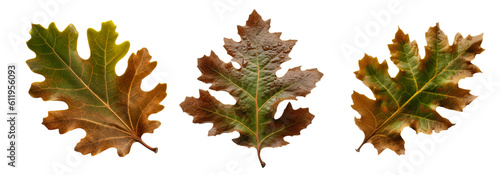 Collection of pin oak leaf cutout isolated on transparent background, PNG image, Generative AI photo