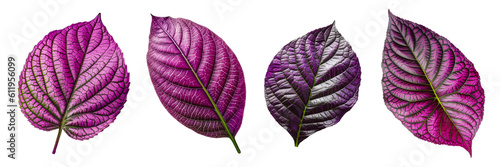 Set of Persian shield strobilanthes dyerianus Leaf cutout isolated on transparent background, PNG image, Generative AI photo