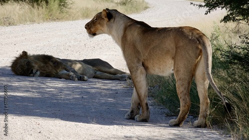 Wilde Löwen in Namibia © Omm-on-tour