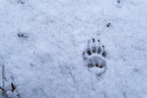 badger footprint in snow