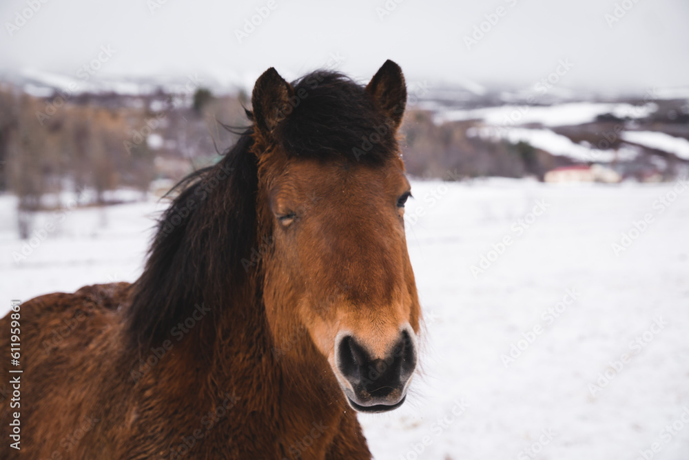 Obraz premium funny icelandic pony winking eye