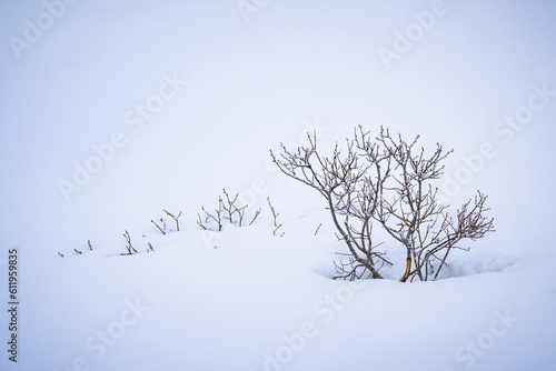 snow covered bush