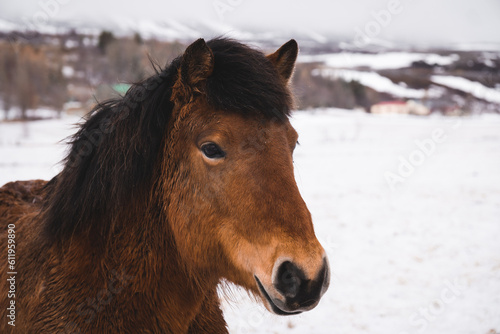 portrait of a horse in snow