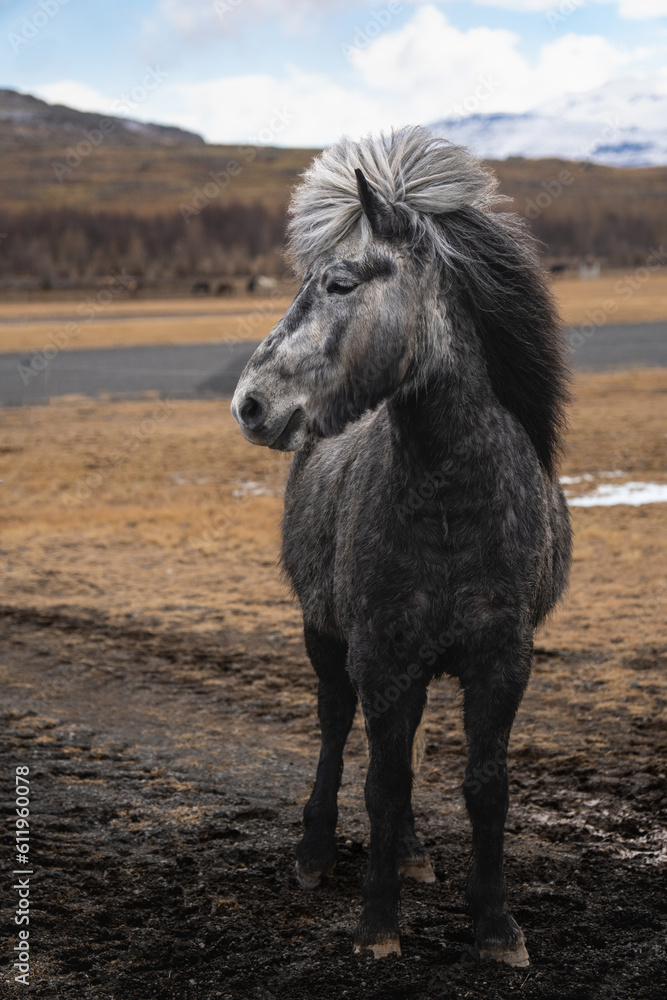 wild icelandic pony in the mountains wild icelandic pony in the mountains