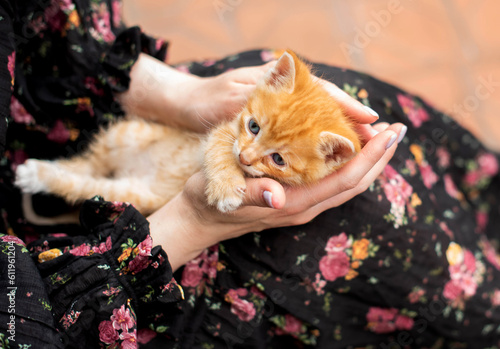 Red-haired cute kitten in the hands of a woman