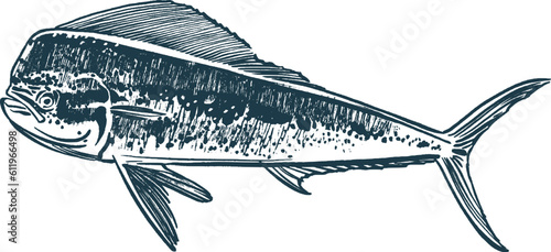 vector illustration sketch of the sea  Mahi Mahi fish