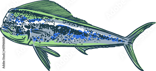vector illustration sketch of the sea  Mahi Mahi fish