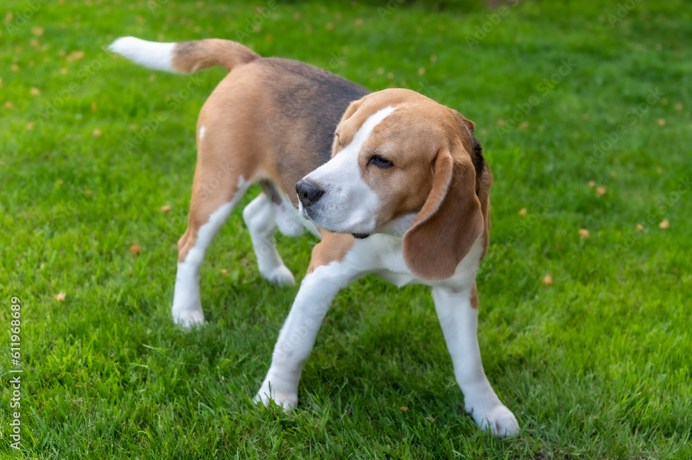 Cute beagle on grass