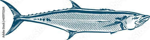 the vector illustration sketch of the Spanish mackerel fish