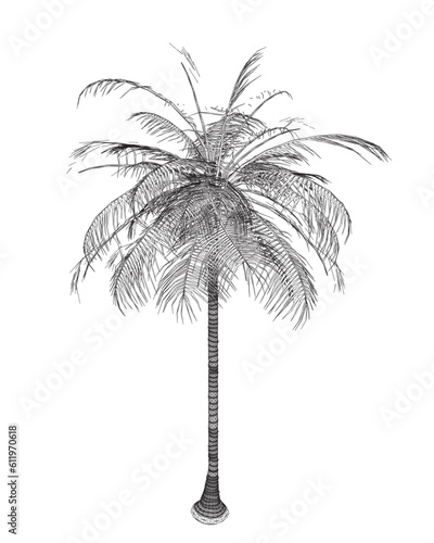 Hand drawn tropical palm tree. Vector wireframe of hawaii beach palm tree  fern and frond outline  botany flora tropical illustration. Wireframe Isolated on White Background. Vector illustration.