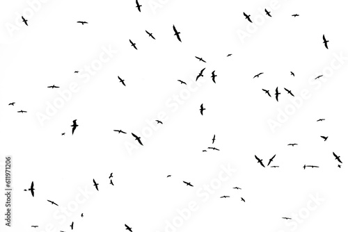 A flock of birds fly in the sky above the beach. Flock of seagulls flying above the sea. silhouette of a flock of birds. isolated  on white background. illustration. © Maxim Chuev