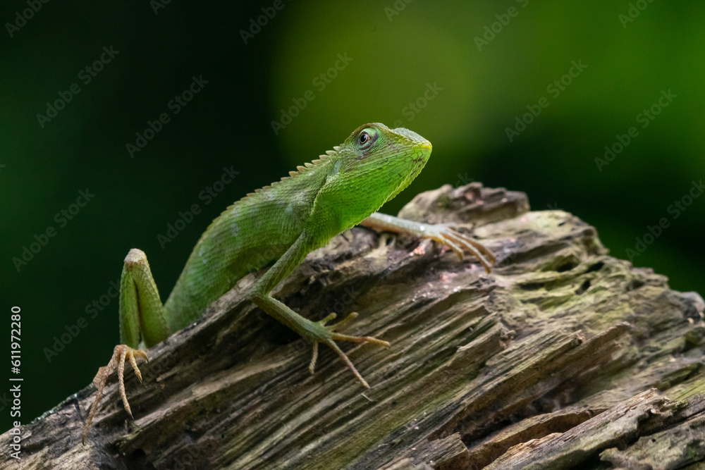 A maned forest lizard Broncochela jubata basking on a chunk of wood with natural bokeh background A maned forest lizard Broncochela jubata basking on a chunk of wood with natural bokeh background