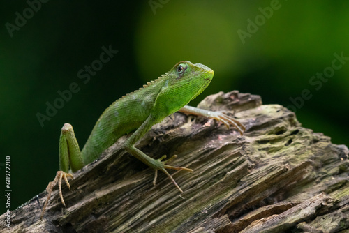 A maned forest lizard Broncochela jubata basking on a chunk of wood with natural bokeh background 