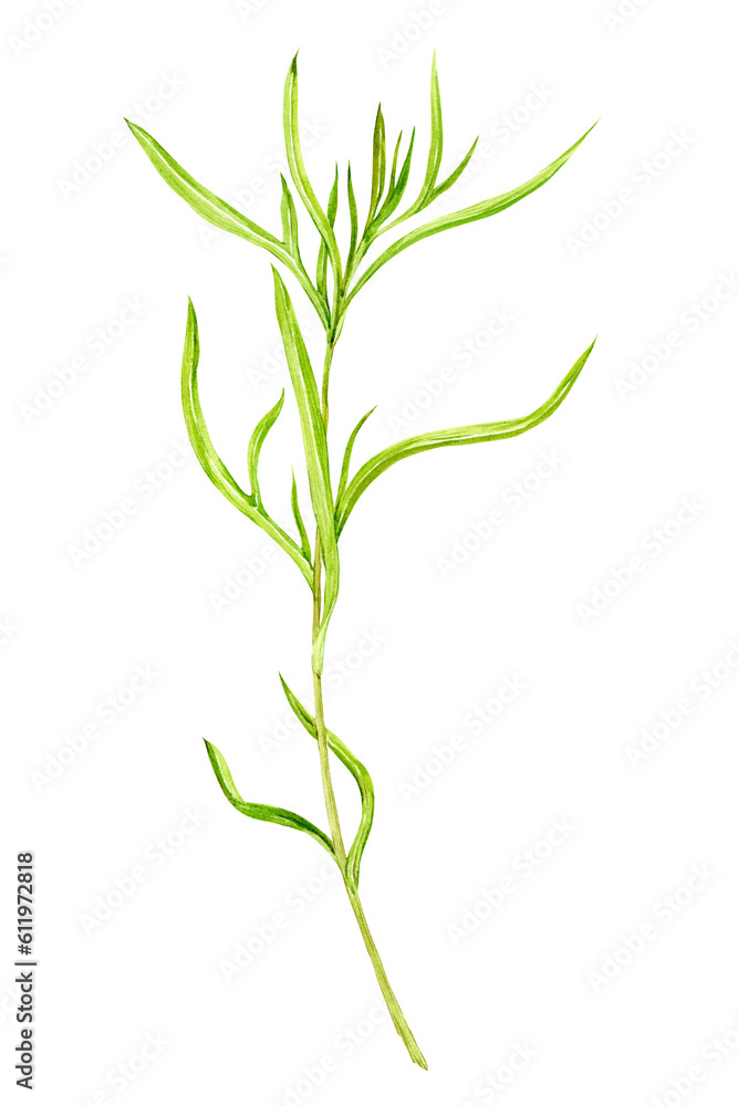 Tarragon watercolor drawing isolated on transparent background. Botanical hand drawn illustration. Fragrant kitchen herbs, spices for mediterranean cuisine. Tarragon watercolor drawing isolated on transparent background. Botanical hand drawn illustration. Fragrant kitchen herbs, spices for mediterranean cuisine.