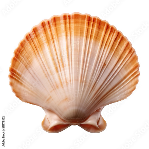 Isolated Scallop Shell on Transparent Background