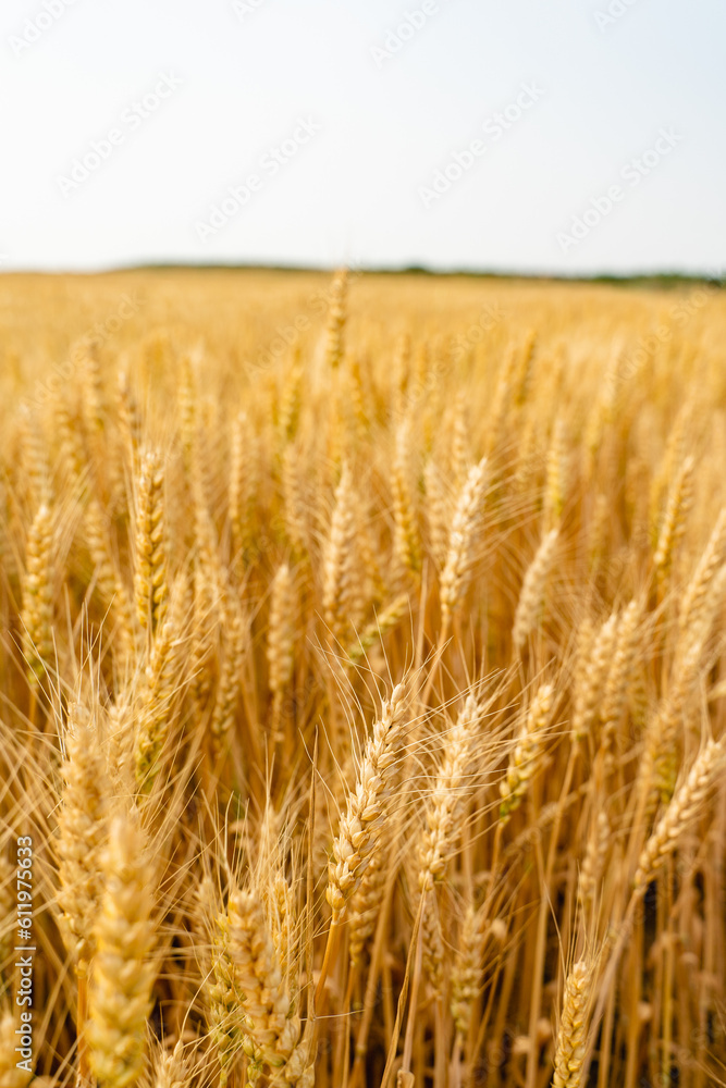 Closeup of wheat in a golden wheat field Closeup of wheat in a golden wheat field