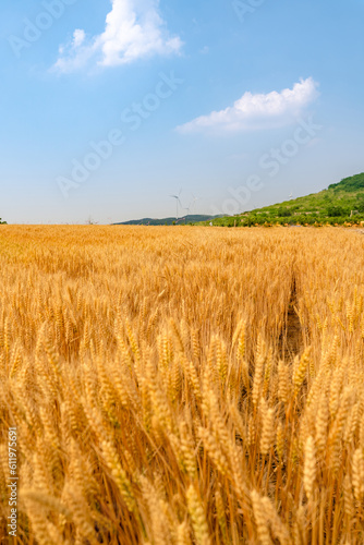 Golden wheat field under the blue sky and white clouds