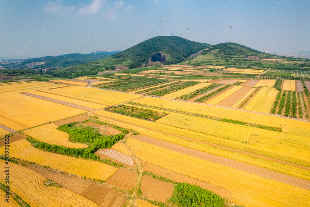 High altitude view of the golden wheat fields