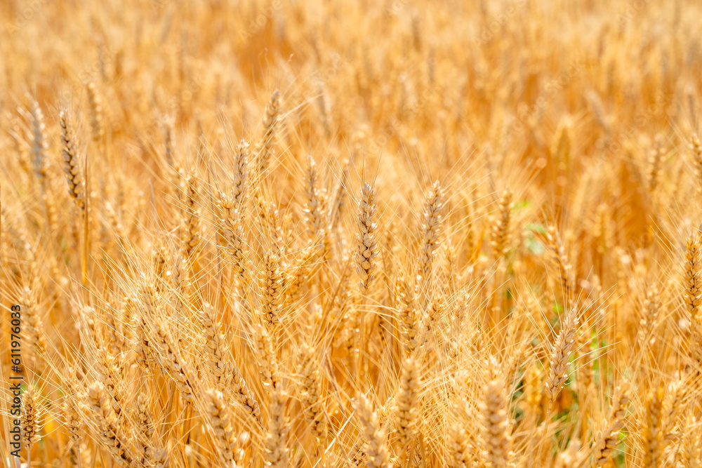 Closeup of wheat in a golden wheat field Closeup of wheat in a golden wheat field