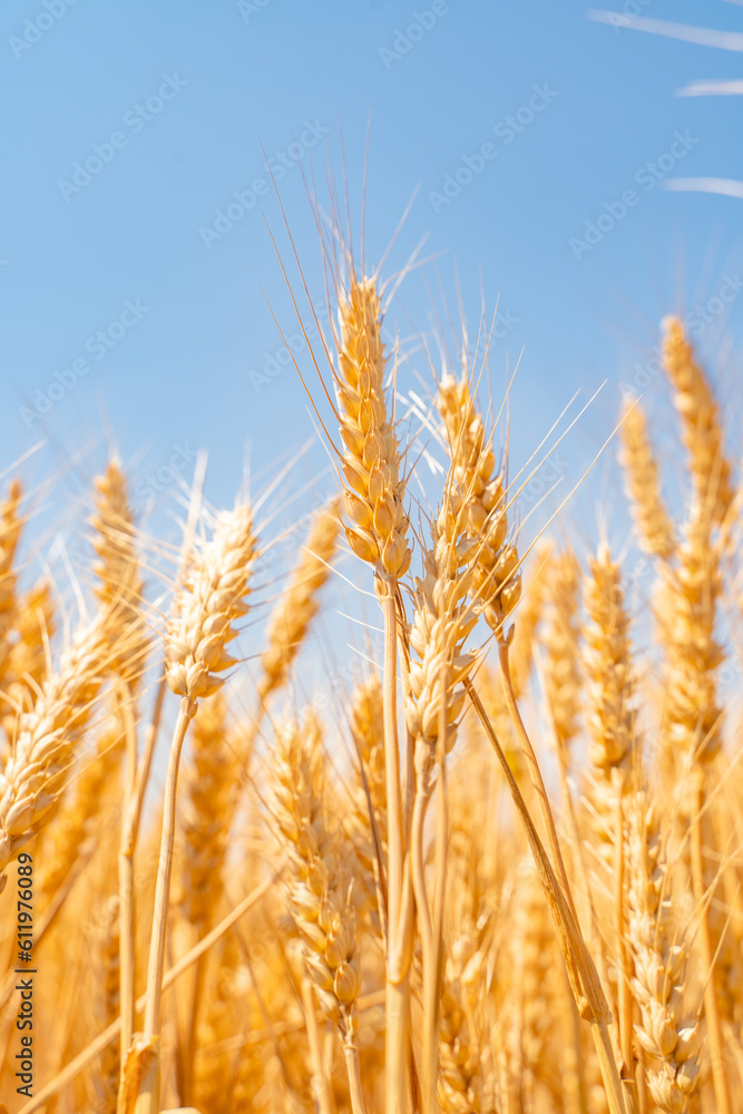Golden wheat field under the blue sky and white clouds Golden wheat field under the blue sky and white clouds