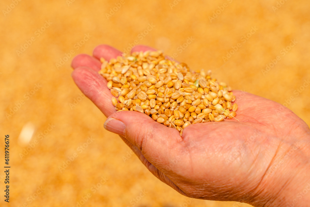 wheat in hands wheat in hands