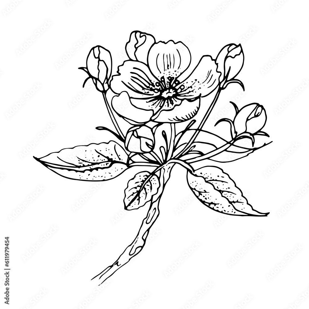 Fototapeta premium vector coloring page with flower, line art