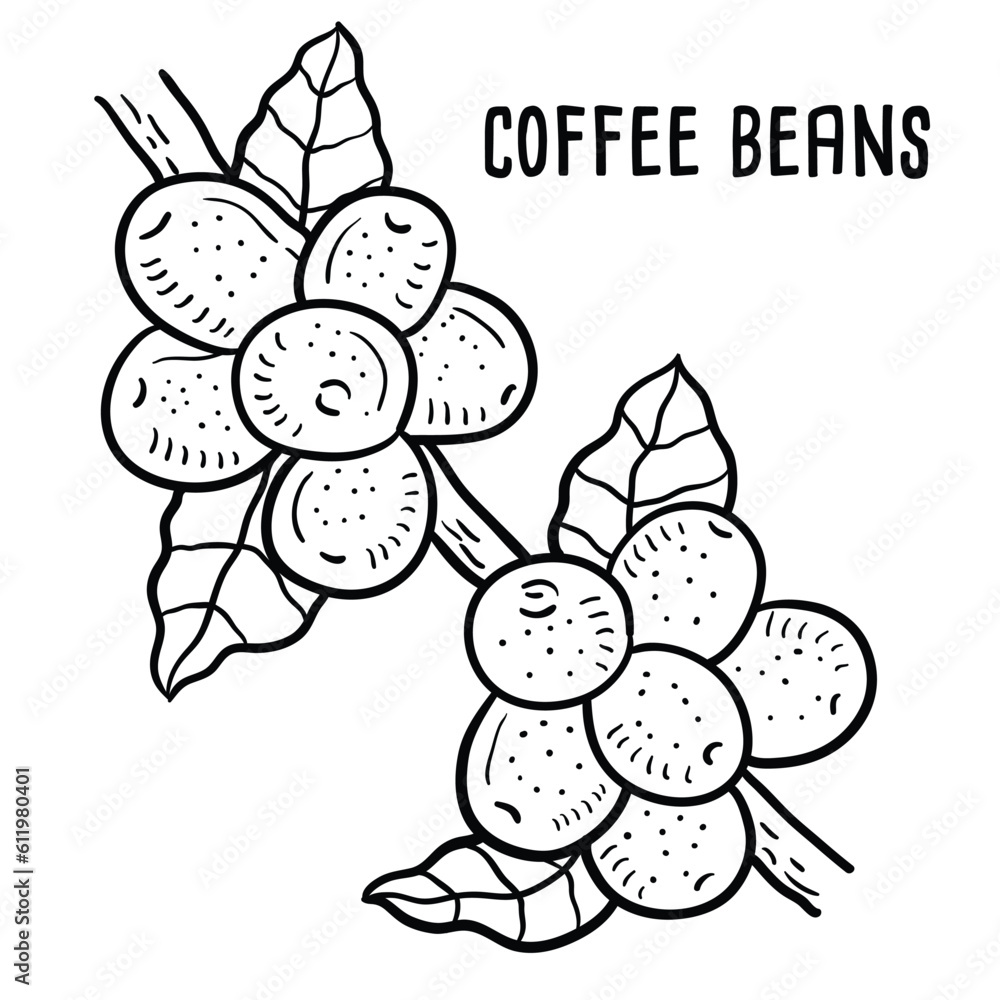 coffee beans. hand-drawn vector illustration. coffee beans. hand-drawn vector illustration.