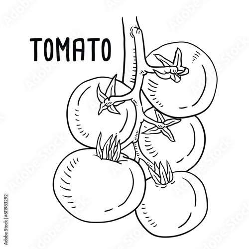 Vector hand drawn tomato Illustration.
