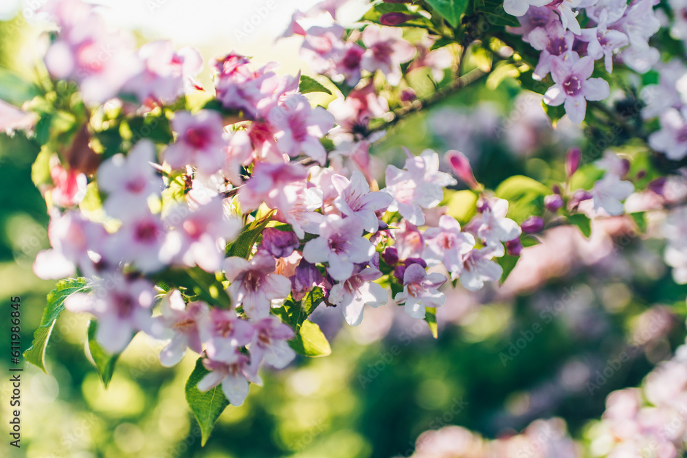 Gentle Weigela flower in the rays of the setting sun Gentle Weigela flower in the rays of the setting sun