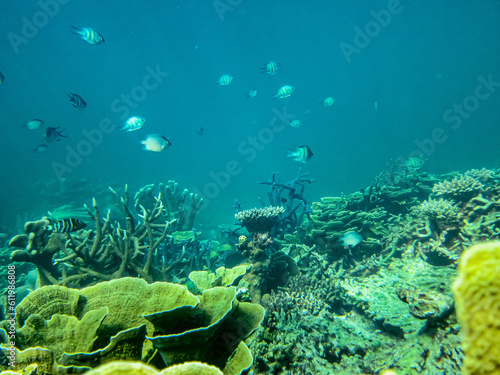 Underwater coral reef background 