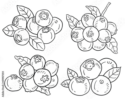 Vector hand drawn Blueberry Illustration.