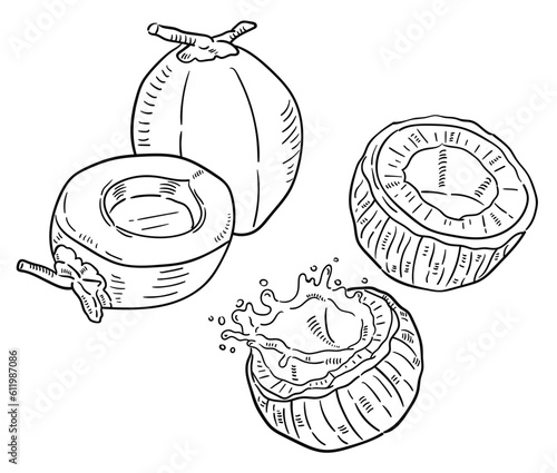  Coconut. vector hand drawn illustration