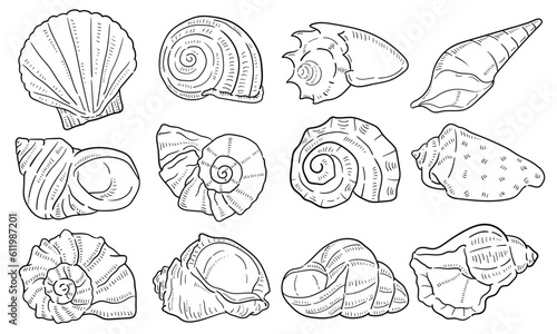 shellfish. vector hand drawn illustration