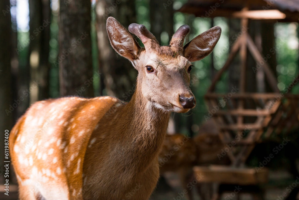 Obraz premium Portrait. A little fawn walks in a paddock on a ranch, on a private eco farm or in a contact zoo. Animal husbandry. Love for animals.