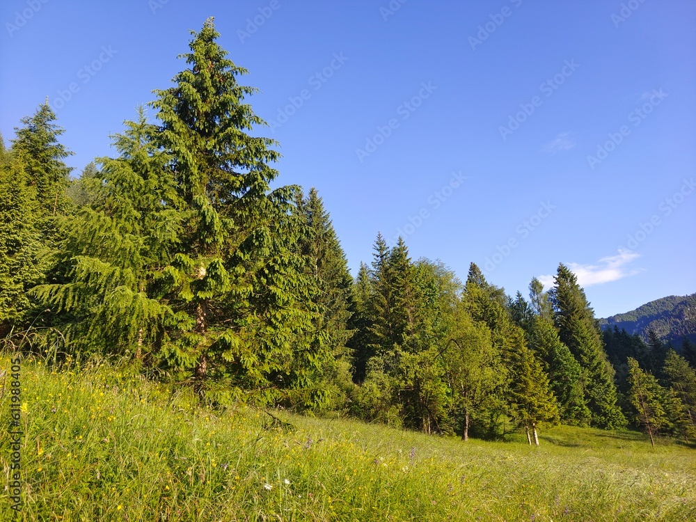 forest in the mountains forest in the mountains