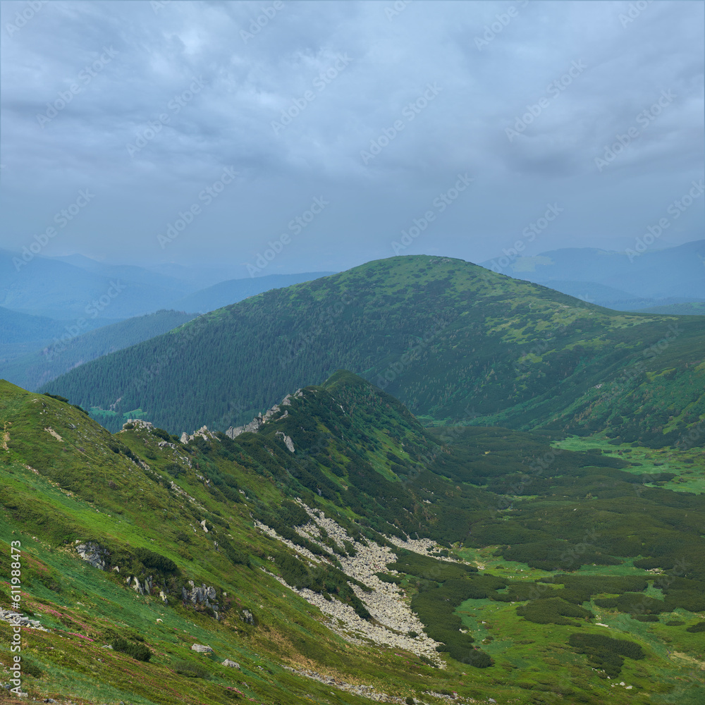Obraz premium Panorama of the majestic mountain landscape on a cloudy summer day. The paths are lost among the thickets of mountain pine. Pink rhododendron flowers create bright accents