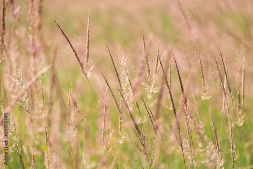 Wild summer grasses with shallow depth of field. Soft vegetable summer texture, natural background