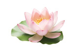 pink lotus flower isolated PNG