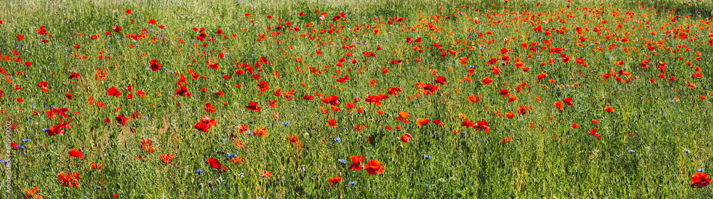 Fototapeta premium poppy field in summer