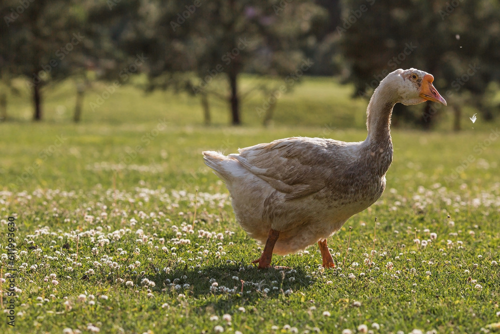 White domestic geese at the poultry farm stand on the green grass and nibble grass in nature on a hot sunny day. Breeding of birds. Household. White domestic geese at the poultry farm stand on the green grass and nibble grass in nature on a hot sunny day. Breeding of birds. Household.