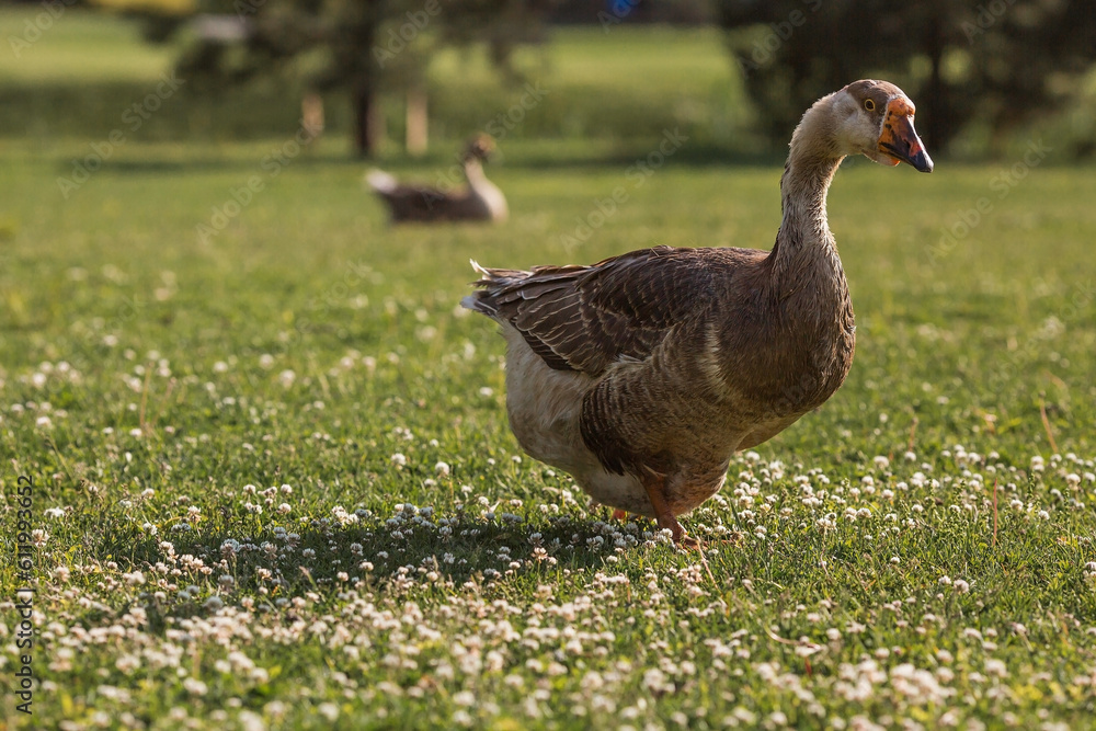 White domestic geese at the poultry farm stand on the green grass and nibble grass in nature on a hot sunny day. Breeding of birds. Household. White domestic geese at the poultry farm stand on the green grass and nibble grass in nature on a hot sunny day. Breeding of birds. Household.
