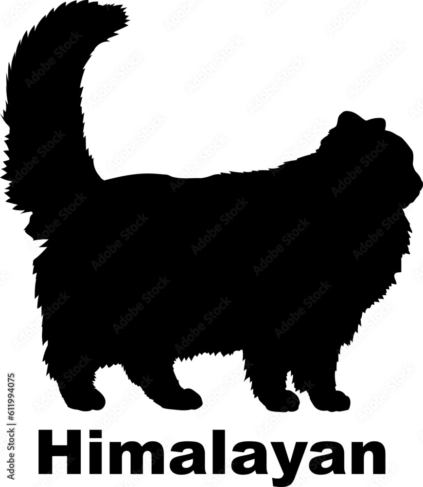 Himalayan Cat. silhouette, cat breeds, Himalayan Cat. silhouette, cat breeds,