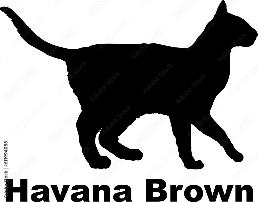 Havana Brown Cat silhouette cat breeds