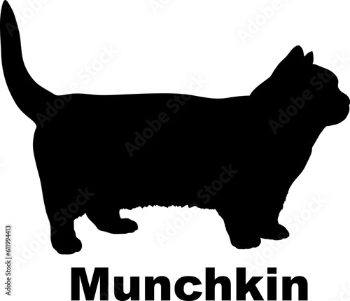 Fotografie Munchkin Cat silhouette cat breeds